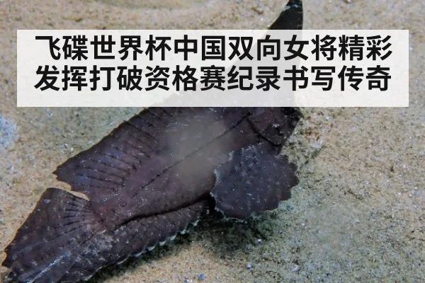 飞碟世界杯中国双向女将精彩发挥打破资格赛纪录书写传奇